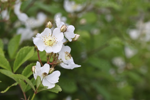 Bibernell rose (Rosa spinosissima L., syn.: Rosa pimpinellifolia L.), also called dune rose, earth rose, field rose, oat rose, prickly rose, spiky rose and rock rose, is one of the oldest wild rose species, dog rose, flowers on a bush, Wilnsdorf, North Rhine-Westphalia, Germany