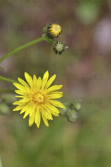 Meadow peony (Crepis biennis), yellow flower by the wayside, Wilnsdorf, North Rhine-Westphalia, Germany