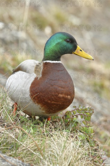 Mallard (Anas platyrhynchos), male, drake, standing on a slope on the lakeshore, Chiemsee, Prien, Bavaria, Germany