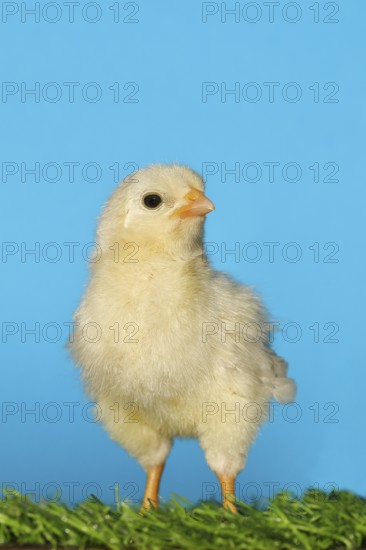 Domestic fowl (Gallus gallus domesticus), freshly hatched, chicken chick standing on grass, Wilnsdorf, North Rhine-Westphalia, Germany