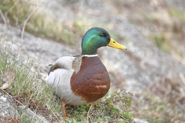 Mallard (Anas platyrhynchos), male, drake, standing on a slope on the lakeshore, Chiemsee, Prien, Bavaria, Germany