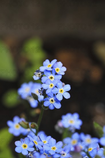 Marsh forget-me-not (Myosotis palustris), true forget-me-not in bloom in spring, Wilnsdorf, North Rhine-Westphalia, Germany