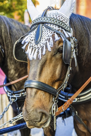 Decorated horse head of a splendid brewery carriage, entry of the Oktoberfest hosts, Oktoberfest, Munich, Upper Bavaria, Bavaria, Germany