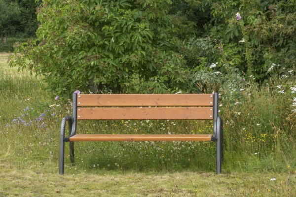 Bench, resting bench in a meadow with wild flowers and an elder bush, North Rhine-Westphalia, Germany