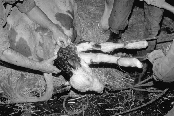 Cow birth with the help of a rope in a cowshed, black and white, Franconia, Bavaria, Germany