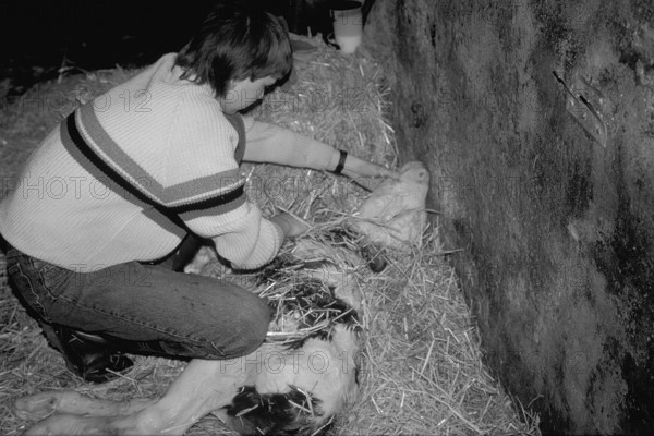 Little boy rubbing the freshly born calf dry with straw, black and white, Franconia, Bavaria, Germany