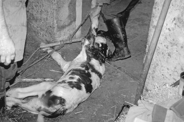 A just born calf in a cowshed, black and white, Franconia, Bavaria, Germany