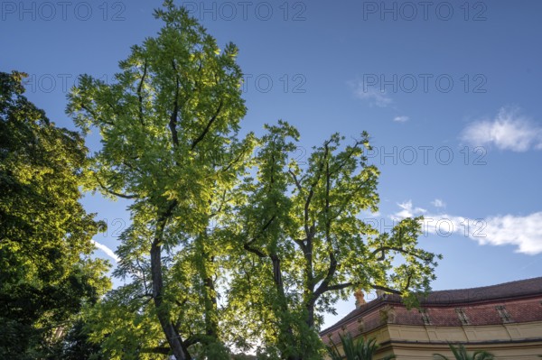 Acacia trees (Acacia) against the light, Erlangen, Middle Franconia, Bavaria, Germany