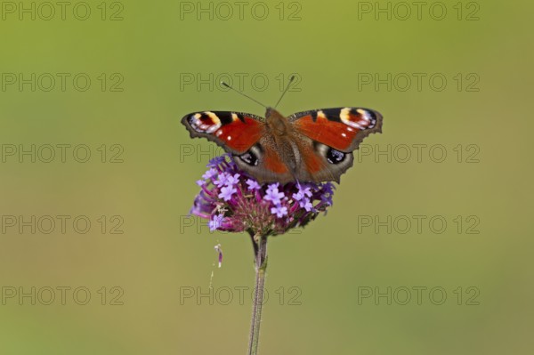 Butterfly, peacock butterfly (Aglais io), Purpletop vervain (Verbena bonariensis), Burgstemmen, Nordstemmen, Lower Saxony, Germany