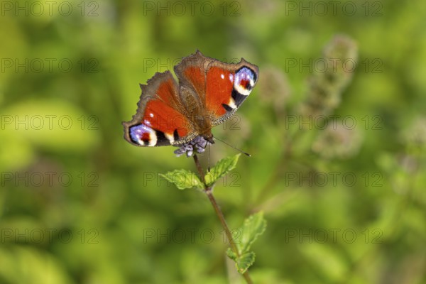 Butterfly, peacock butterfly (Aglais io), Burgstemmen, Nordstemmen, Lower Saxony, Germany