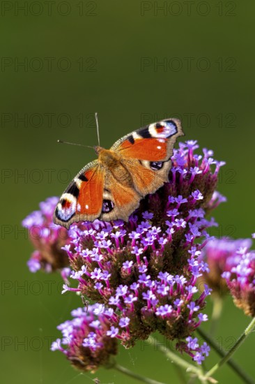 Butterfly, peacock butterfly (Aglais io), Purpletop vervain (Verbena bonariensis), Burgstemmen, Nordstemmen, Lower Saxony, Germany
