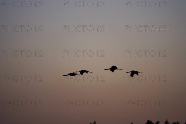 Flying cranes in front of a summer evening sky, Saxony, Germany