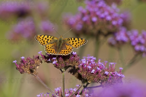 Butterfly, Small Pearl-bordered Fritillary (Issoria lathonia), Purpletop vervain (Verbena bonariensis), Burgstemmen, Nordstemmen, Lower Saxony, Germany