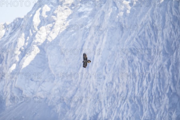 Bearded vulture (Gypaetus barbatus), Berchtesgaden, Alps, Bavaria, Germany
