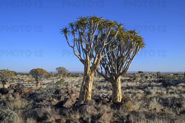 Quiver trees (Aloe dichotoma), quiver tree forest near Keetmanshoop, Karas Region, Namibia