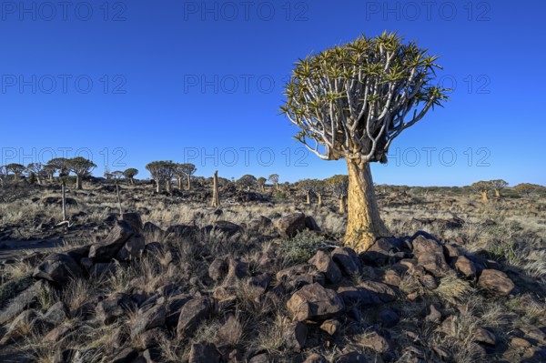 Quiver tree (Aloe dichotoma), quiver tree forest near Keetmanshoop, Karas Region, Namibia