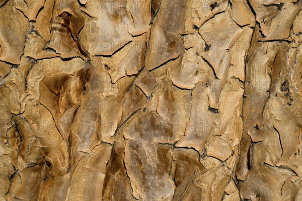 Trunk of a quiver tree (Aloe dichotoma), detail, quiver tree forest near Keetmanshoop, Karas Region, Namibia