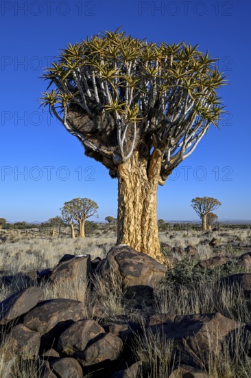 Quiver tree (Aloe dichotoma), quiver tree forest near Keetmanshoop, Karas Region, Namibia