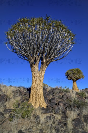 Quiver trees (Aloe dichotoma), quiver tree forest near Keetmanshoop, Karas Region, Namibia