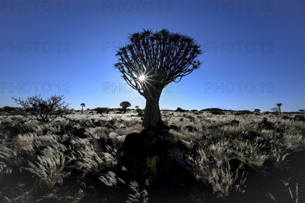 Quiver tree (Aloe dichotoma), blue hour, quiver tree forest near Keetmanshoop, Karas Region, Namibia