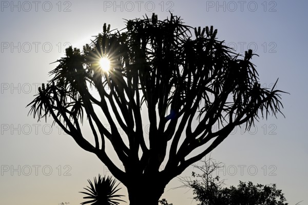 Quiver tree (Aloe dichotoma), blue hour, detail, quiver tree forest near Keetmanshoop, Karas Region, Namibia