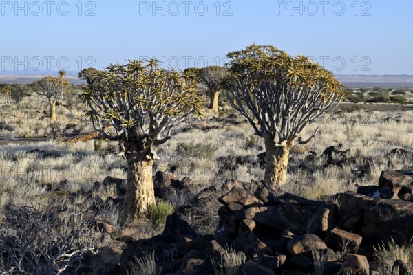 Quiver trees (Aloe dichotoma), quiver tree forest near Keetmanshoop, Karas Region, Namibia