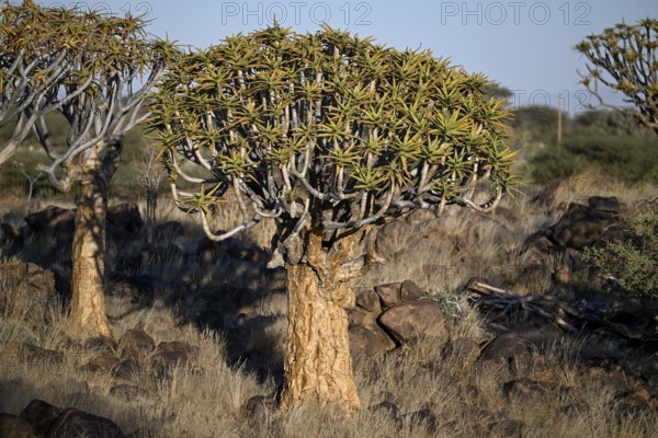 Quiver tree (Aloe dichotoma), quiver tree forest near Keetmanshoop, Karas Region, Namibia