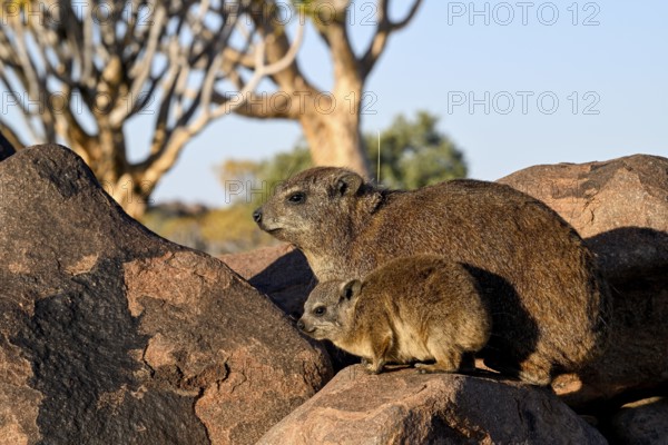 Klippschliefer (Procavia capensis), Desert hippopotamus or Klippdachse in the quiver tree forest near Keetmanshoop, Karas Region, Namibia