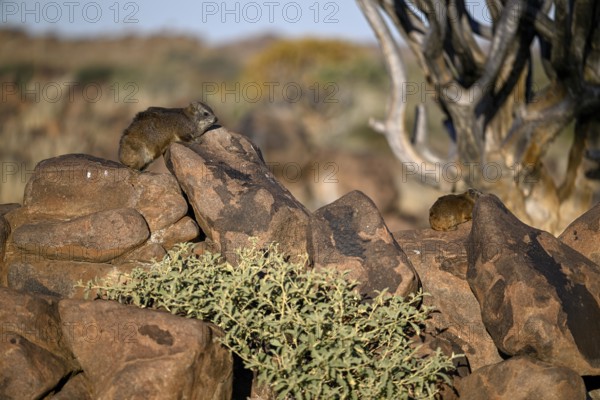 Klippschliefers (Procavia capensis), desert dormice or Klippdachs in the quiver tree forest near Keetmanshoop, Karas Region, Namibia