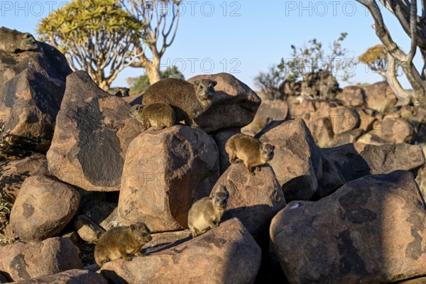Klippschliefer (Procavia capensis), Desert hippopotamus or Klippdachse in the quiver tree forest near Keetmanshoop, Karas Region, Namibia