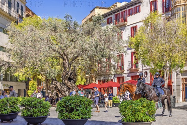 Cityscape view at a town square in Palma with lush green trees and plants as well as mounted police on horses and tourists walking on the square, Palma de Mallorca, Mallorca, Spain