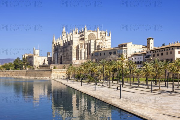 View at the famous Palma Cathedral with a water pond and palm trees in a park a sunny summer day, Palma de Mallorca, Mallorca, Spain