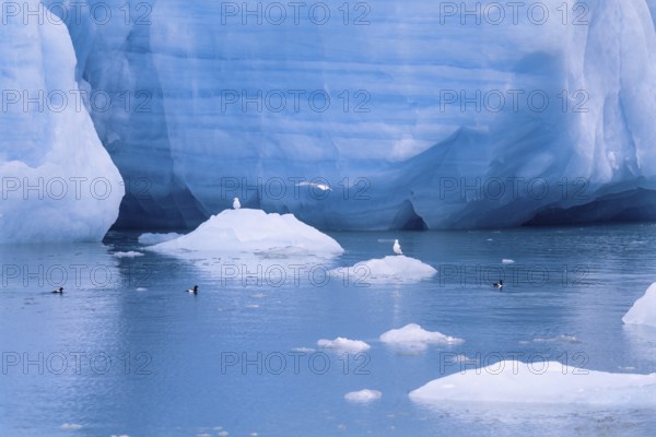 Black guillemot (Cepphus grylle) birds swimming in the cold sea water by a glacier with ice floes, Svalbard, Norway