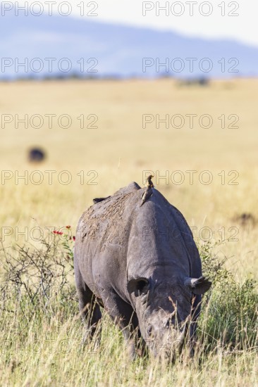 Black rhinoceros (Diceros bicornis) grazing on the savanna grassland with a Yellow-billed oxpecker (Buphagus africanus) on his back, Maasai Mara National Reserve, Kenya