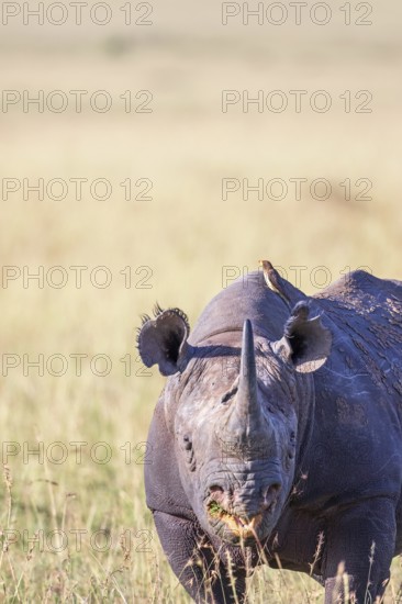 Black rhinoceros (Diceros bicornis) with a Yellow-billed oxpecker (Buphagus africanus) on his back on the grass savanna, Maasai Mara National Reserve, Kenya