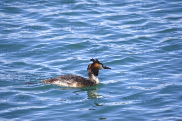 Great crested grebe (Podiceps ribbonfish) on a lake, summer, Germany