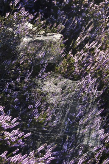 Blooming heather, spider webs, summer, Germany