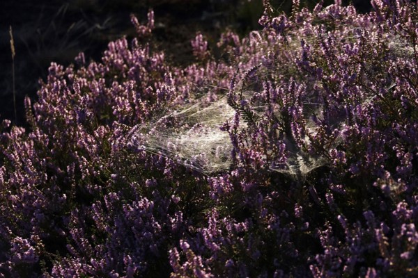 Blooming heath, summer, Germany