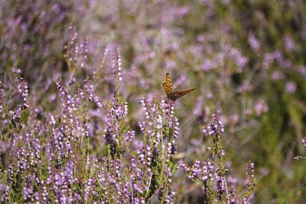 Blooming heather, butterfly, summer, Germany