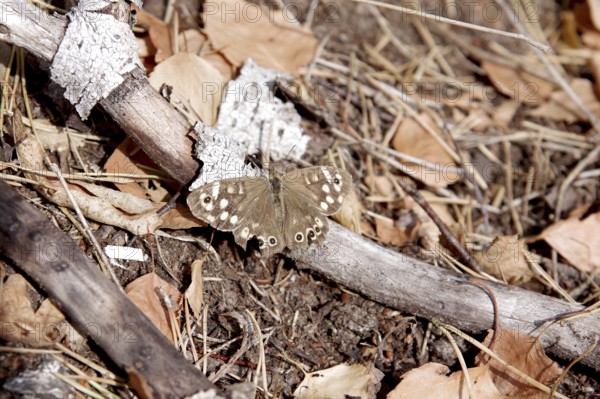 Pararge aegeria, forest floor, brown, September, Germany, With spread wings the butterfly sits on a dry twig lying on the forest floor