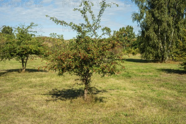 Bush with red berries on a common Hawthorn (Crataegus) on a meadow in Ystad, Scania, Sweden, Scandinavia