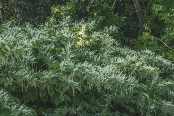 Flowering Japanese Knotweed (Fallopia Japonica), an invasive piece in a forest clearing in Ystad, Scania, Sweden, Scandinavia