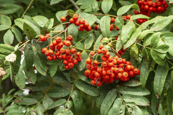 European rowan (Sorbus aucuparia), berries in Ystad, Skåne county, Sweden, Scandinavia