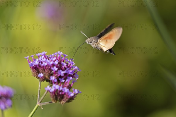 Butterfly, pigeon tail (Macroglossum stellatarum), also known as hummingbird butterfly or hummingbird hawk moth, Purpletop vervain (Verbena bonariensis), Burgstemmen, Nordstemmen, Lower Saxony, Germany