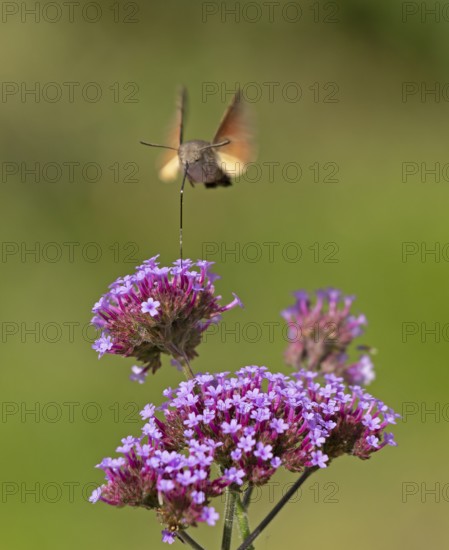 Butterfly, pigeon tail (Macroglossum stellatarum), also known as hummingbird butterfly or hummingbird hawk moth, Purpletop vervain (Verbena bonariensis), Burgstemmen, Nordstemmen, Lower Saxony, Germany
