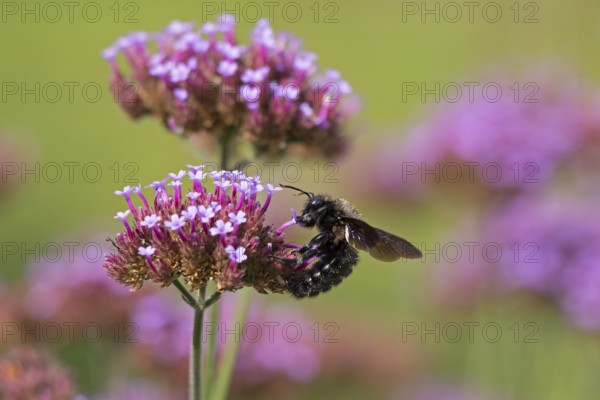 Wood bee (Xylocopa), Purpletop vervain (Verbena bonariensis), Burgstemmen, Nordstemmen, Lower Saxony, Germany