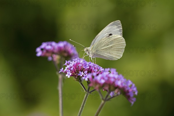 Butterfly, Cabbage butterfly (Pieris brassicae), Purpletop vervain (Verbena bonariensis), Burgstemmen, Nordstemmen, Lower Saxony, Germany
