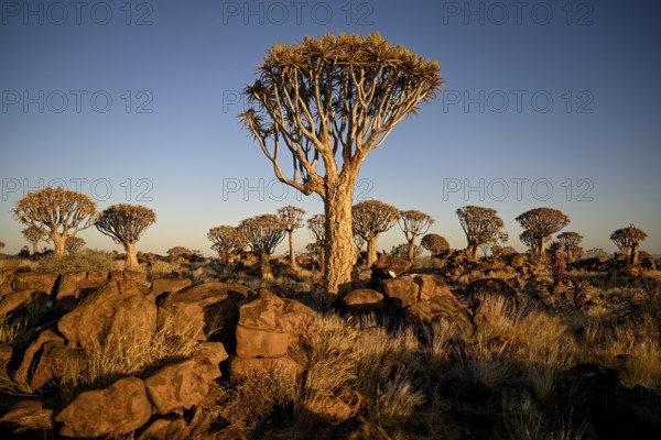 Quiver trees (Aloe dichotoma), quiver tree forest near Keetmanshoop, Karas Region, Namibia