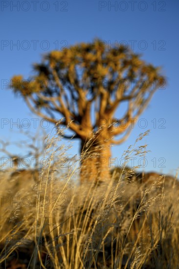 Quiver tree (Aloe dichotoma), quiver tree forest near Keetmanshoop, Karas Region, Namibia