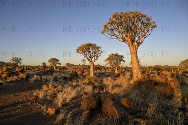 Quiver trees (Aloe dichotoma), quiver tree forest near Keetmanshoop, Karas Region, Namibia